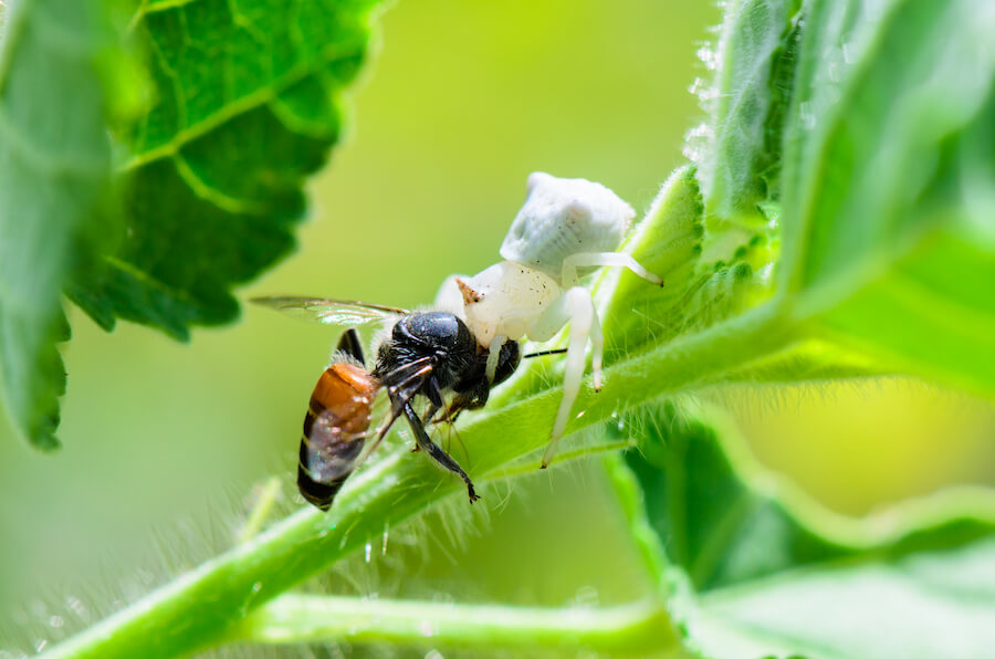 Biały pająk jedzący pszczołę