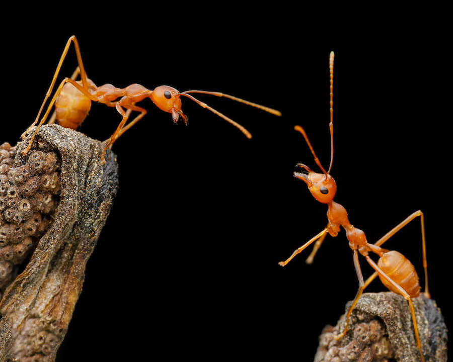 mrówki czerwone