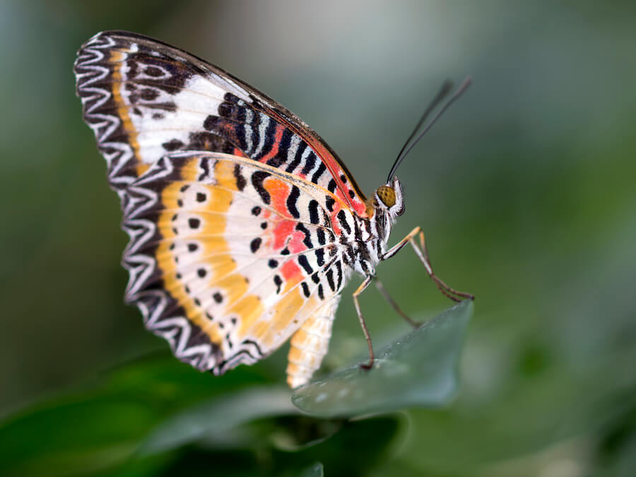 egzotyczny motyl jedzący liście