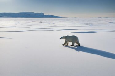 gdzie żyją niedźwiedzie polarne
