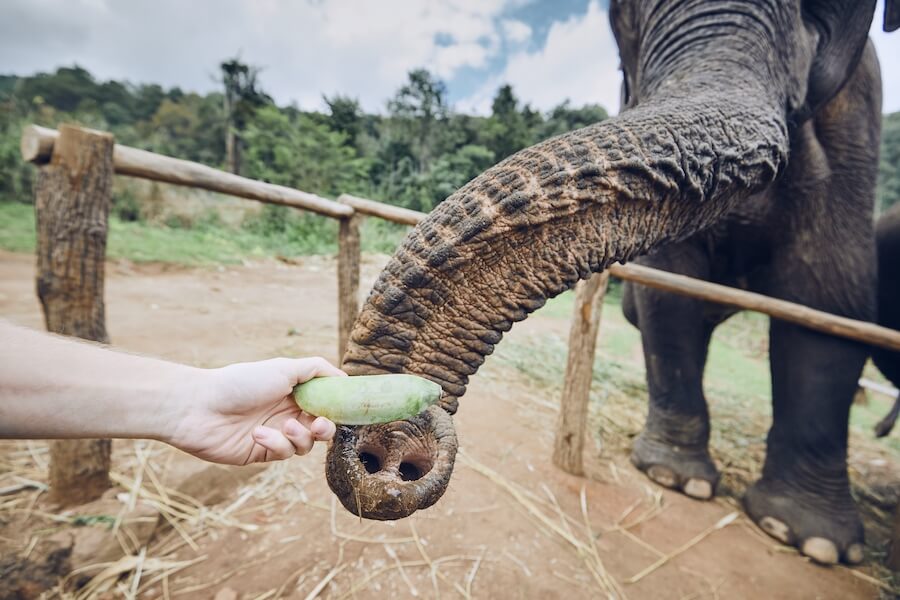 karmienie słonia bananem