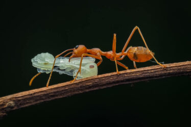 mrówka niosąca swoje pożywienie - schwytanego owada