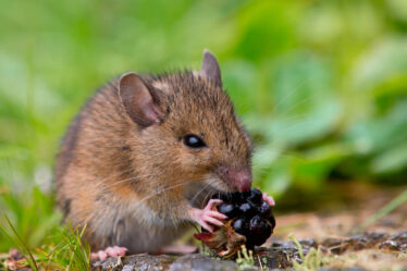 mysz jedząca jeżynę
