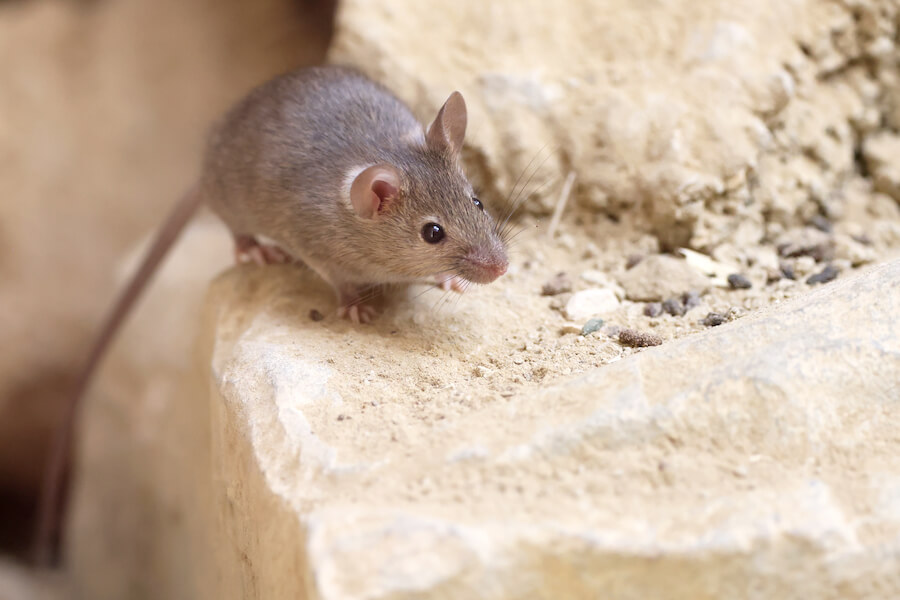 mysz na skale wapiennej