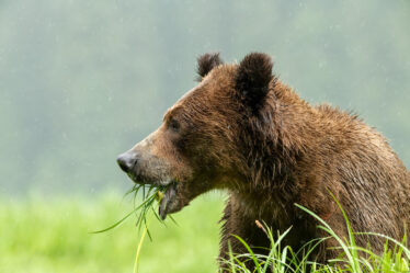 niedźwiedź jedzący trawę