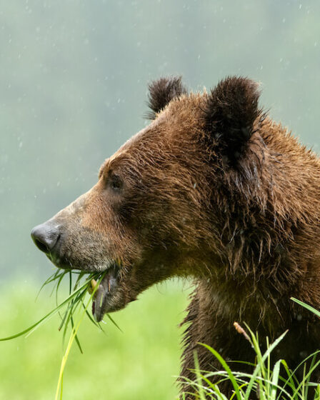 niedźwiedź jedzący trawę