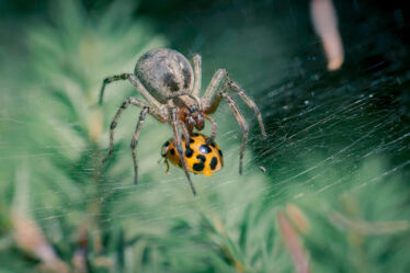 pająk jedzący biedronkę