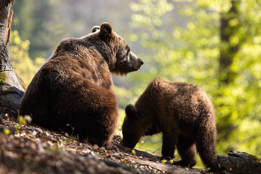 Para niedźwiedzi brunatnych w lesie