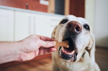 pies jedzący przysmak