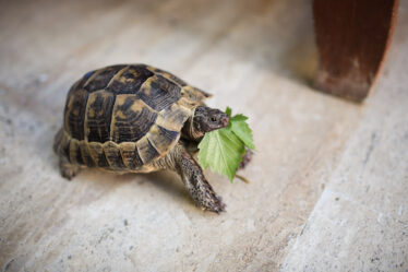 żółw domowy jedzący zielonego liścia