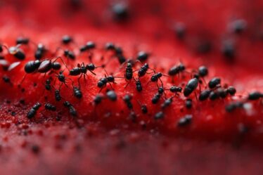 jak wygląda ugryzienie mrówki