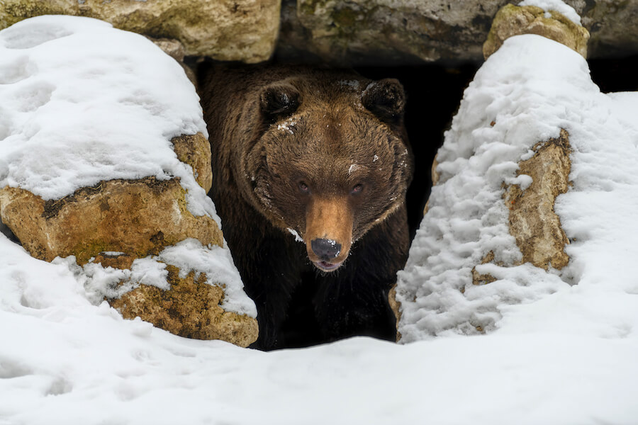 Niedźwiedź przygotowujący się do hibernacji