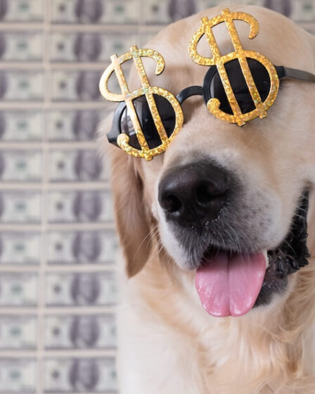 Pies, na głowie założone okulary z symbolami dolara