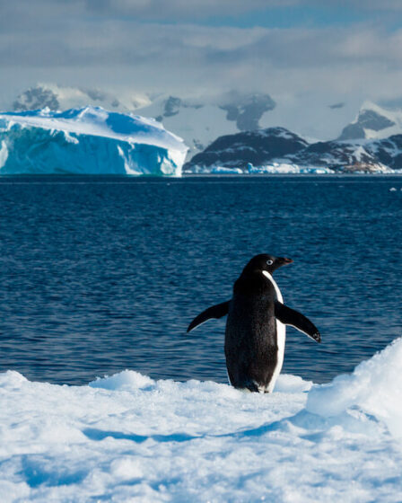 pingwin na biegunie północnym