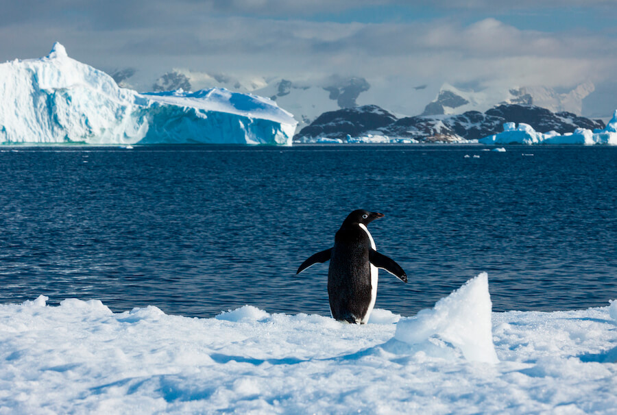 pingwin na biegunie północnym