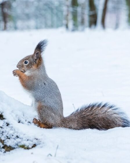 Wiewiórka na śniegu, zimowy krajobraz leśny